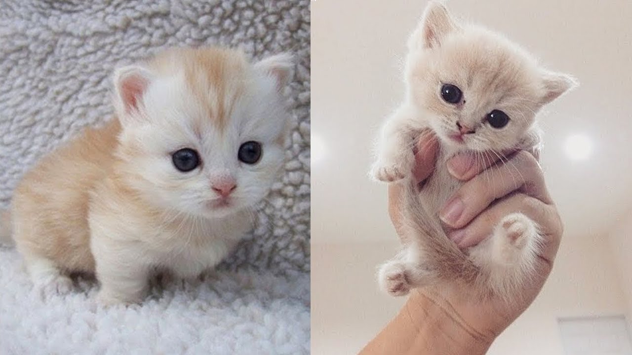 Baby Cat Compilation Cutie