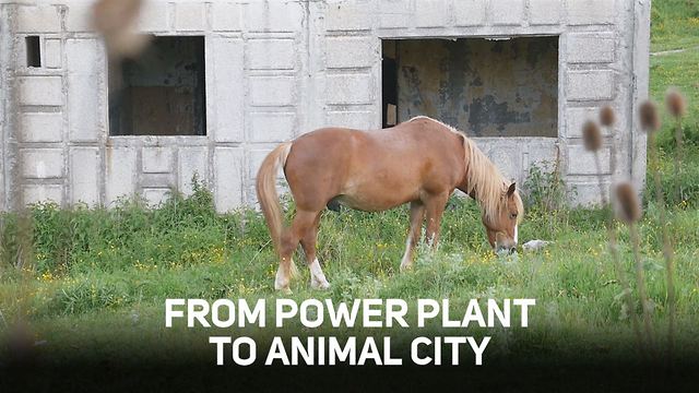 How a Utopian city became home to horses and cats