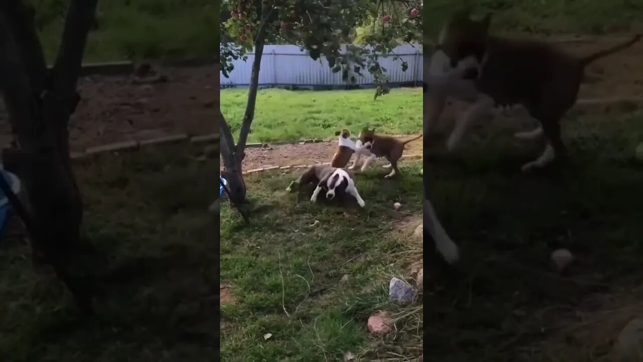 The dog ate fruit from the tree#shorts #animals