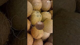 #frutas #shorts #viral #trending #trendingshorts #trend #coconut #coco