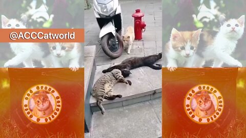 Funny Cats! 😹 UH OH! Cat Gets Caught CHEATING! 🙀🐈‍⬛🐈😹 (#136) #Clips