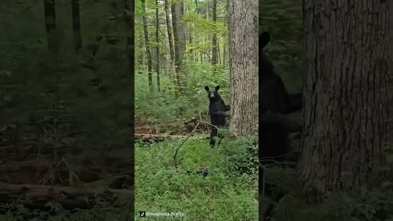 Cades Cove Black Bears On Carriage Ride