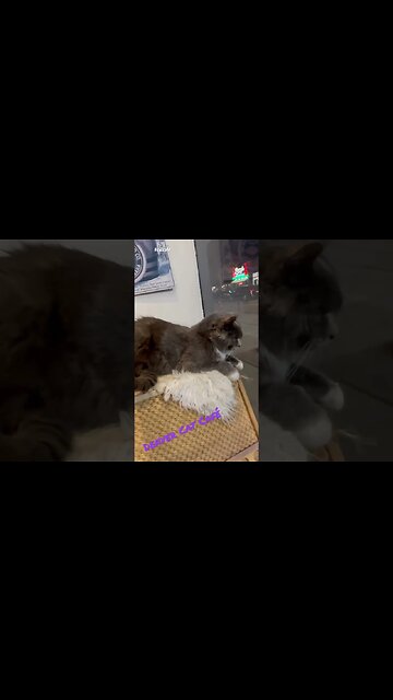 Denver Cat Company aka Denver Cat Café #caturday #denver #catcafe