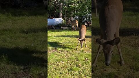 My yard deer #wildlife