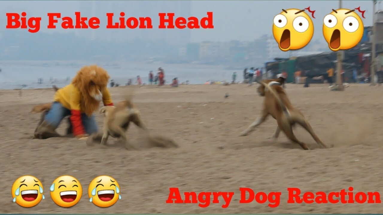 Fake Lion Head Prank Dog Video 2021 || Fake Snake Prank Monkey Dog || Fake Firing Prank