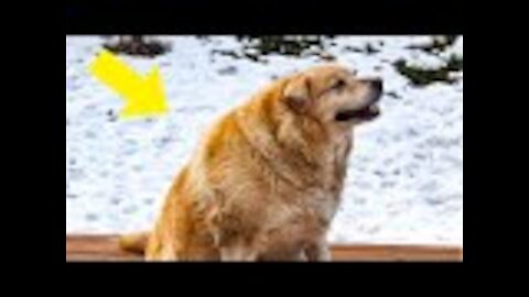 173-Pound Golden Retriever Loses Over 100 Pounds