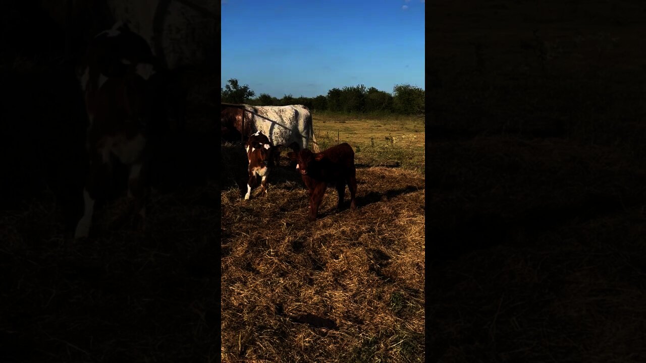 Checking Calves on a Windy Day! #shorts