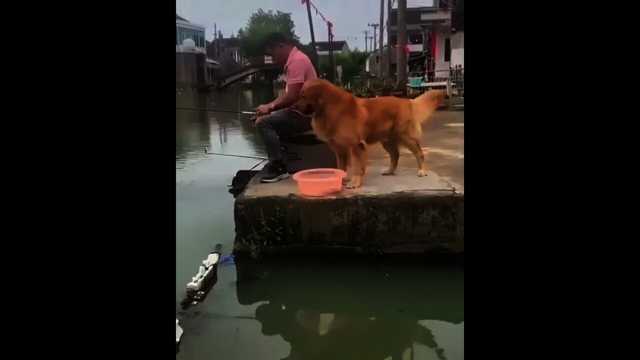 Sweet 🥰 Dog 🐶 | #Shorts #animal #Fishing