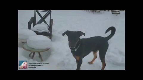 Morning Routine with Doberman Shepherd Tanner & Chickens - Part 1