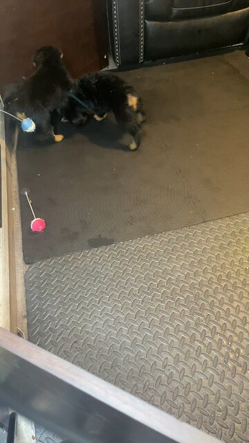 DUR KENNEL ROTTWEILER PUPPIES 🐶 WEEK 5-6