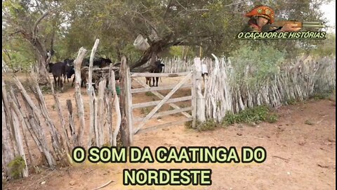 O SOM DA CAATINGA DO NORDESTE