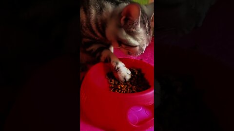 #shorts Смешные Коты Из Тик Тока 190 Funny Cats From Tiktok