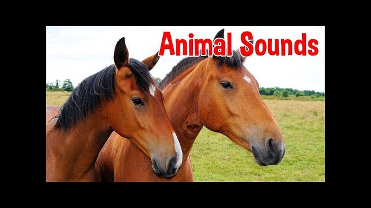 Animal Sounds for Children (20 Amazing Animals)