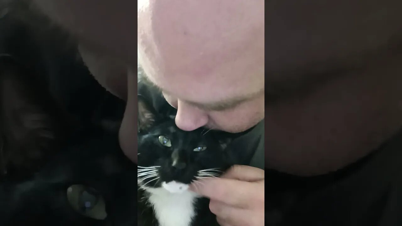 floor cuddles with kitty #shortsfeed #kitty #kittycat #youtubeshorts #shortsvideo #cat #cutekitty