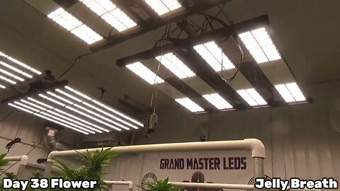 DAY 38 FLOWER #GRANDMASTERLEDS