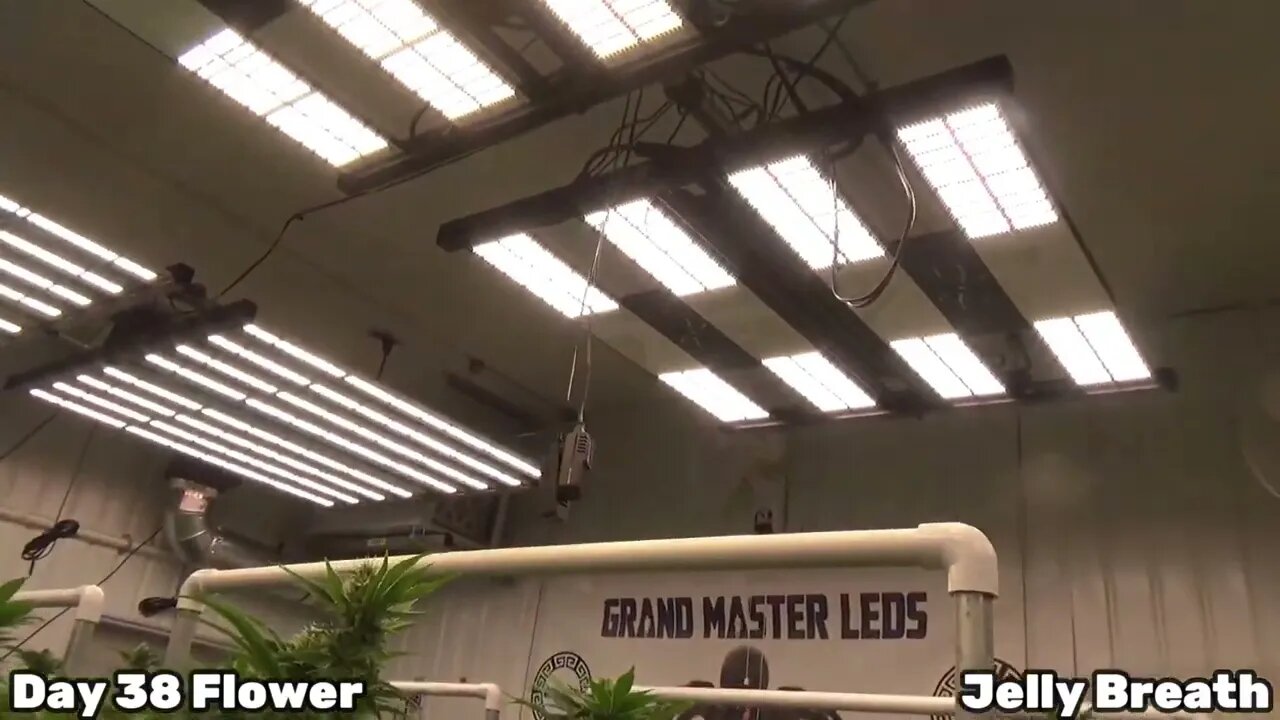 DAY 38 FLOWER #GRANDMASTERLEDS
