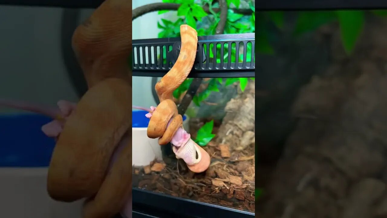 My TINY Boa Constrictor Feeding Time-Lapse! 🎥 🐍