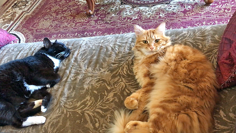 Cat Brothers Enjoy a Lazy Cat Nap with Great Dane Sister