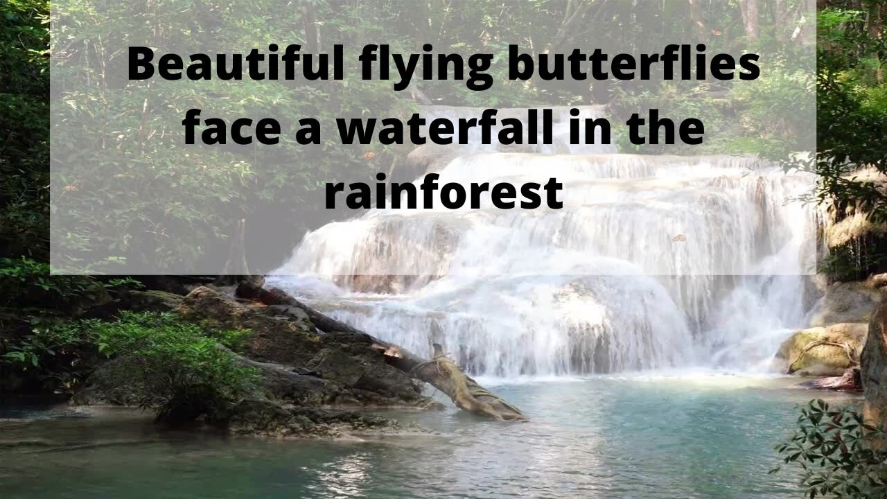 Beautiful flying butterflies face a waterfall in the rainforest