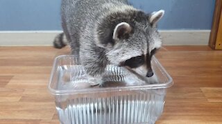 Pet raccoon gets adorably pranked by his owner