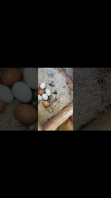 Nest Boxes Are Full #homesteading #chickens #chickenlife