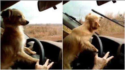 Cão adora brincar com os limpa pára-brisas!