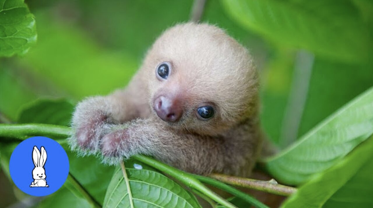 Baby Sloths Being Sloths - FUNNIEST Compilation