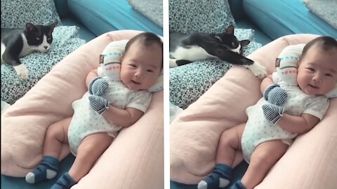 cat taking care of babies