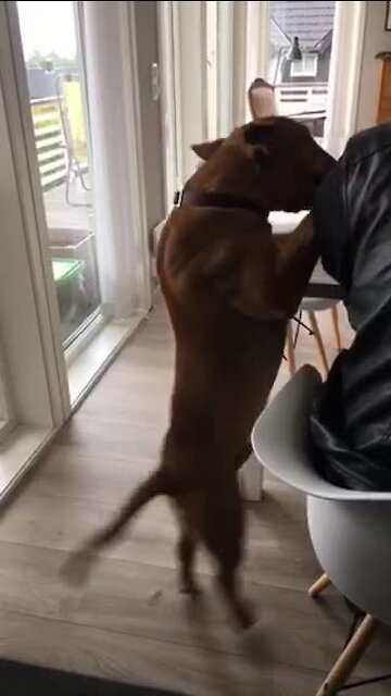 Clumsy dog slips and falls to the floor