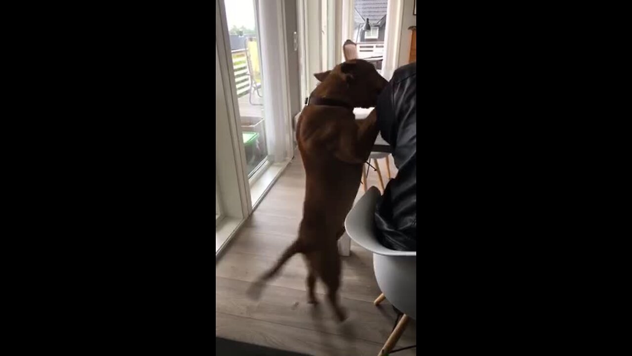 Clumsy dog slips and falls to the floor