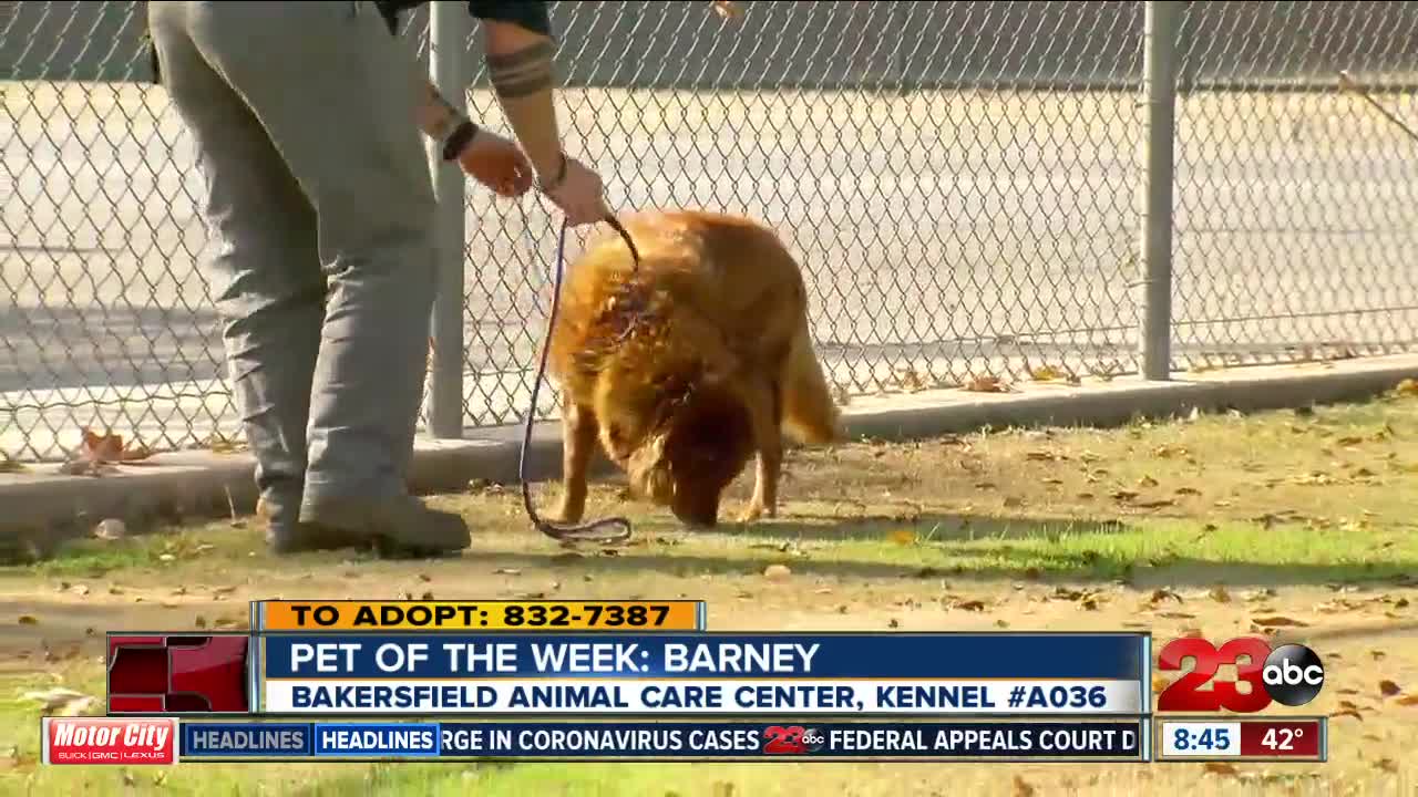 Pet of the Week: 9-year-old Chow Chow Mix Barney