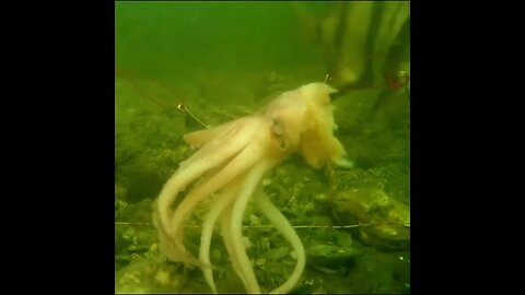 spadefish rip at the squid