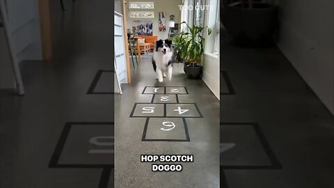 Amazing Animals #watch #funny #shortsyoutube #animals #fesh_studio #waterfall #catsofinstagram catso