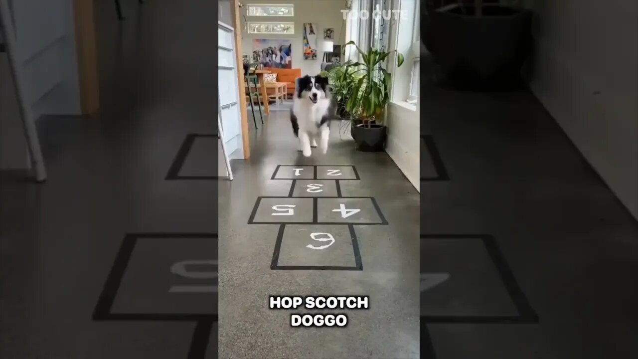 Amazing Animals #watch #funny #shortsyoutube #animals #fesh_studio #waterfall #catsofinstagram catso