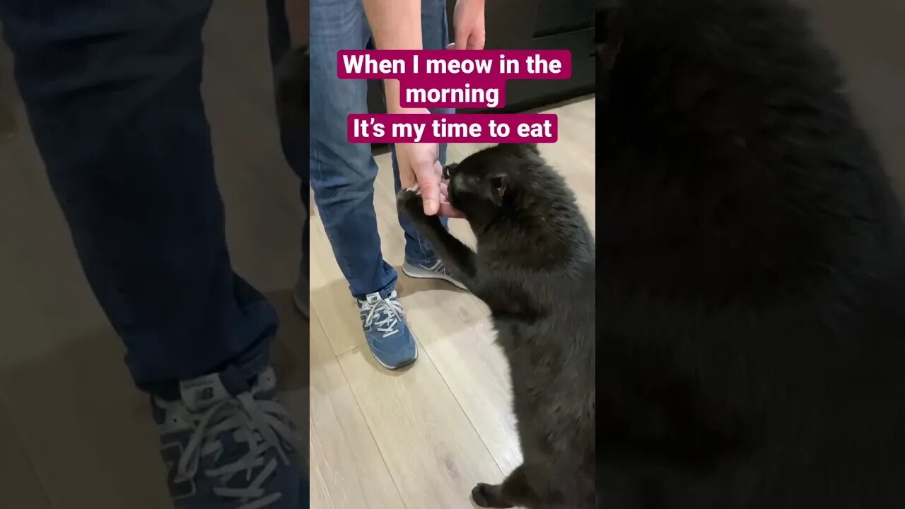 Cats… #cat #catvideos #cats #catlover #kitten #shortsviral #cutecat #puppy #pet #viralshort #pets