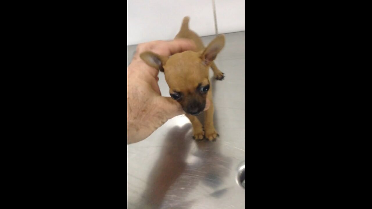 Veterinarian vs brave puppy