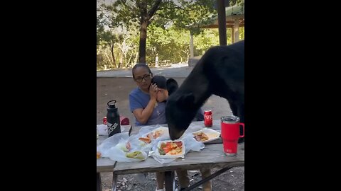 Black Bear eating picnic food😳