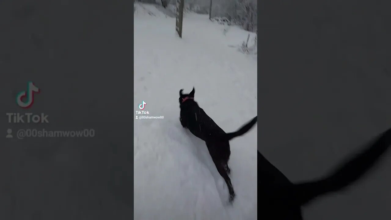 Releasing The Hounds 🤣 #dog #dogs #doglover #snow #nature #fun #pets #canada #nb #rural #winter