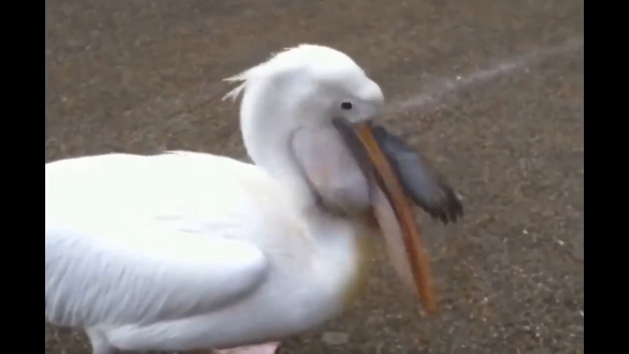 pelican eating pigeon alive