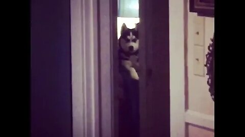 The Life of B - Dog-tor Loomis [#instagram #theBACarchive]