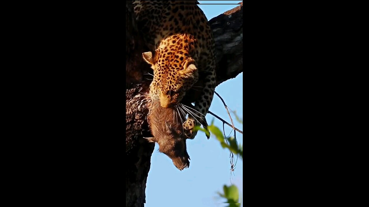 Jaguar takes wild boar to tree to eat