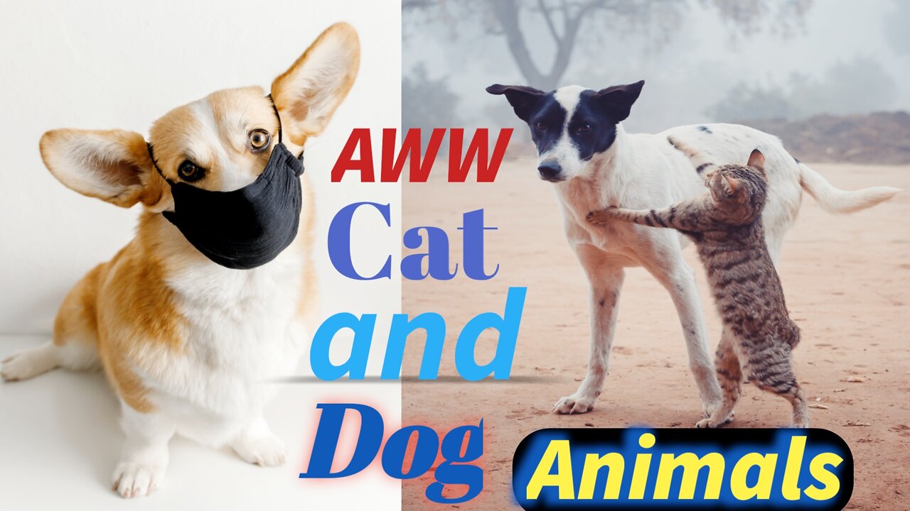 #Baby cats | Cute funny🐹 Cat and 🐕🦺Dog animals videos of the moment |
