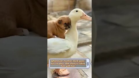 there is always someone who will love you forever. #pets #dog #animals #duck