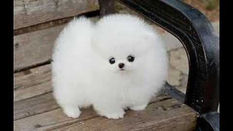 Cute puppy dog moment