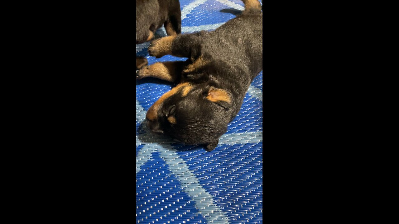 BABY ROTTIES LIVE NOW