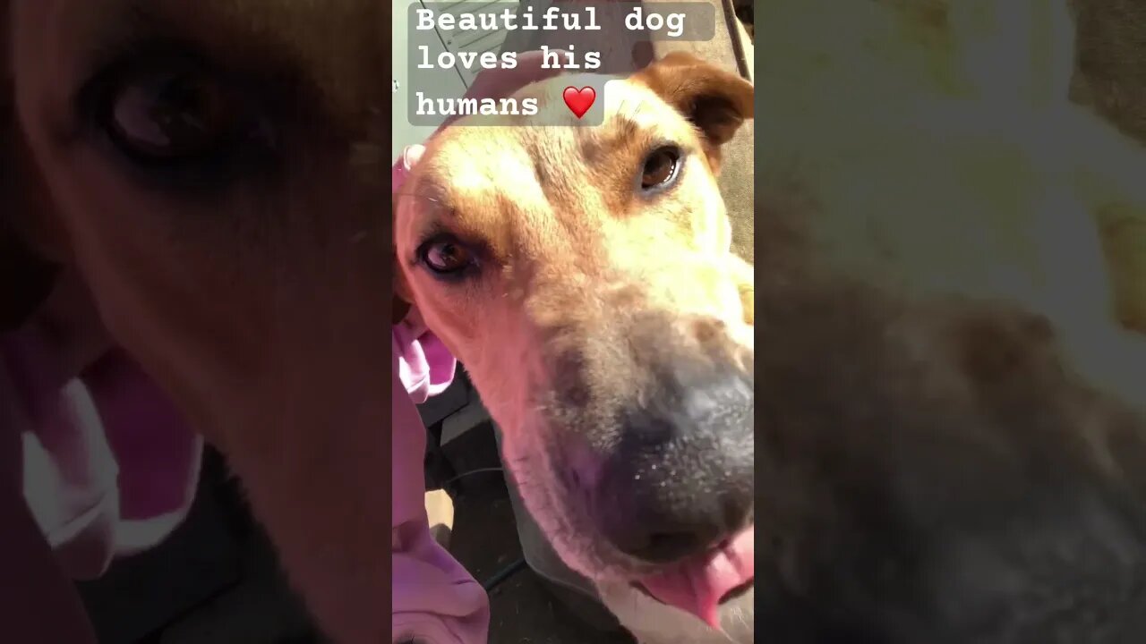 Beautiful dog so happy with his humans