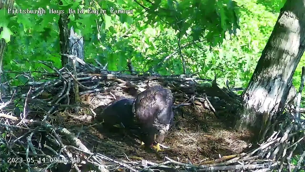 Hays Eagles H19 H20 Food Fight 5.14.23 9:14am