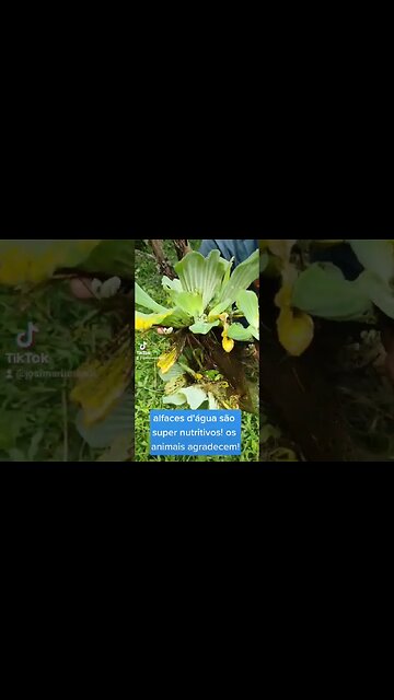 Momentos no reino - alface d'água!