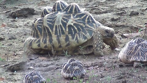 Release of a tortoise !