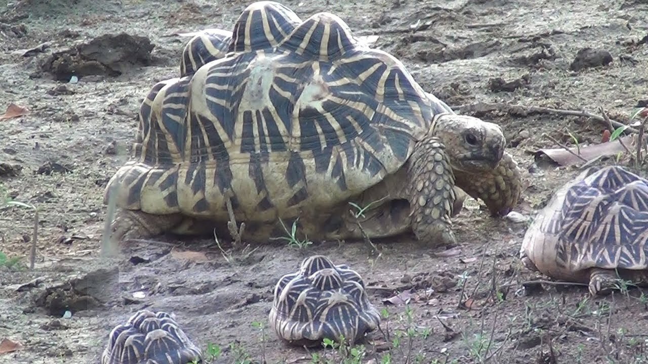 Release of a tortoise !